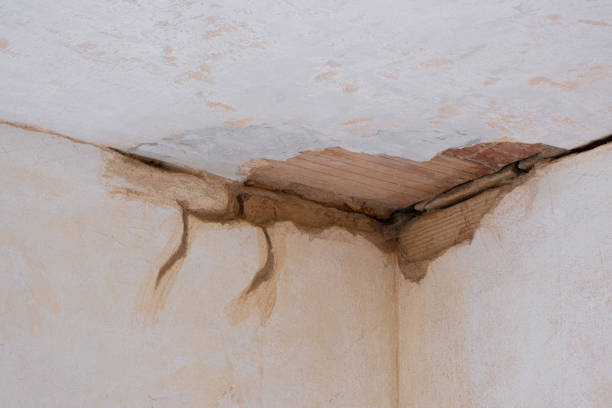 Best Carpet water damage restoration  in St Joseph, MN