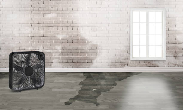 Best Professional water damage repair  in St Joseph, MN